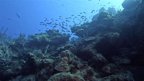 Wall Diving In Turks Caicos With Dive Provo Youtube