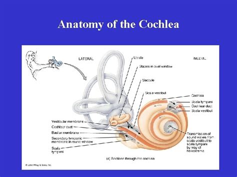 External Anatomy Of The Ear Helix Triangular Fossa