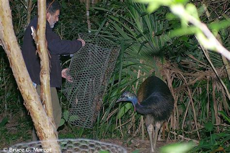 Cassowary Chase