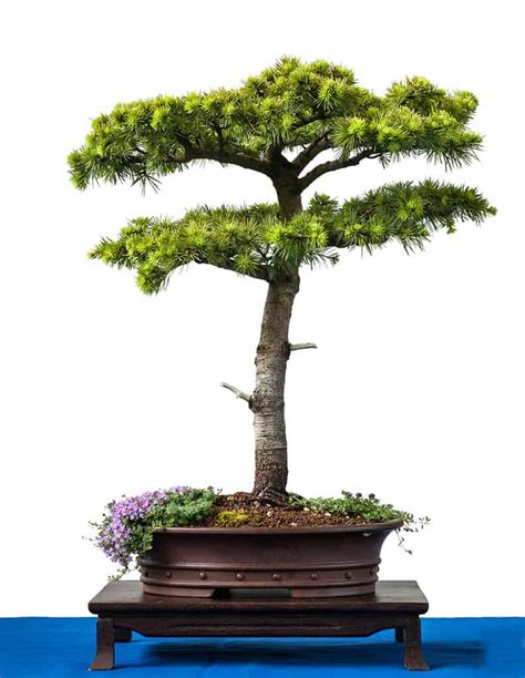 Cedar Bonsai Tree - A-Z Animals