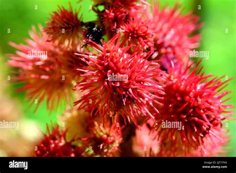 Castor Bean Castor Oil Plant Wunderbaum Rizinus Ricin Commun