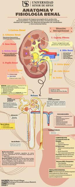 Fisiolog A Renal Udocz