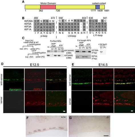 KIF26A Is An Unconventional Kinesin And Regulates GDNF Ret Signaling In