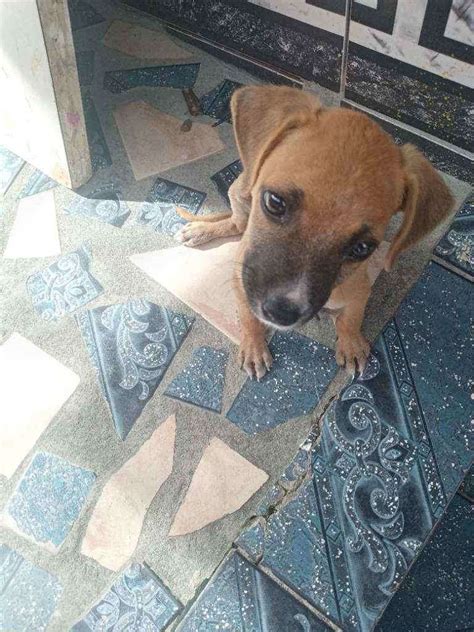 Cachorro Encontrado Manaus AM Eleven Filhote Raça Vira Lata