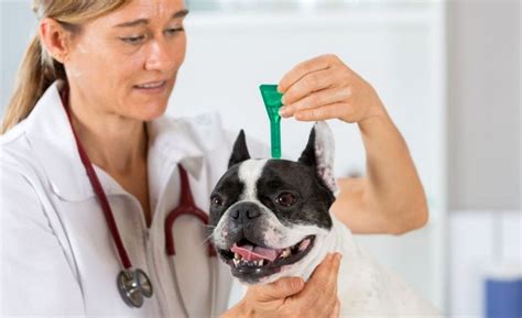 23 Best Flea Treatments for Dogs: Collars, Topicals, Sprays and More!