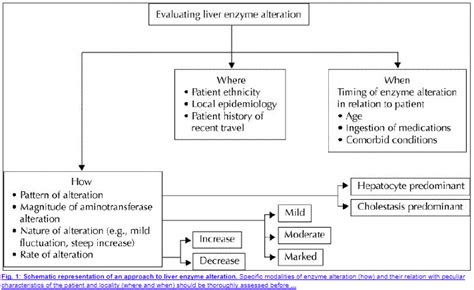 Liver Enzymes Normal Range Chart