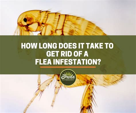 How long does it take to get rid of a flea infestation? | Breda Pest ...