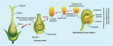 Morfologia Da Flor Os Tipos De Vulos Em Angiospermas Ponto Biologia