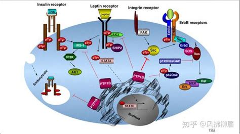 蛋白酪氨酸磷酸酶ptp1bptpn1简介 知乎