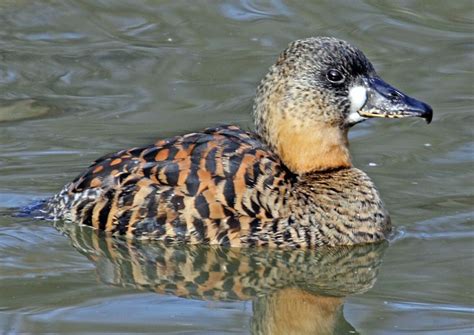 Птицы Африки - список птиц с названиями и фото | Виды птиц Африки