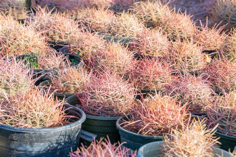 Red Barrel Cactus Ferocactus Cylindraceus V Lecontei Cactus World