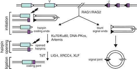 A Schematic Representation Of The Three Steps Of The V D J