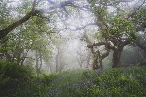 Rewilding in action: 10 projects awarded funding boost to combat ...