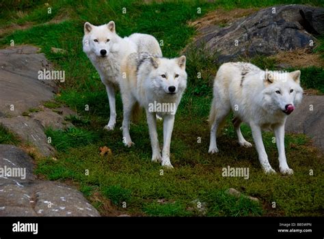 arctic wolves Stock Photo - Alamy