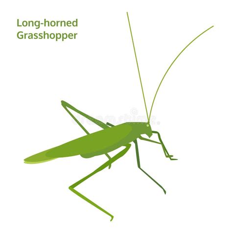 Lang Gehoornde Sprinkhaan Insect Vectorillustratie Vector Illustratie