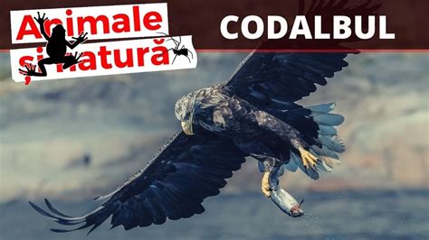 Cea Mai Mare Pasare Din Romania Codalbul Haliaeetus Albicilla YouTube