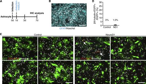 Overexpression Of NEUROD1 Resulted In Minimal Neuronal Differentiation