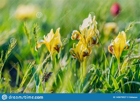 Ris Amarelas Selvagens Bonitas Que Florescem No Fundo Do Estepe Da