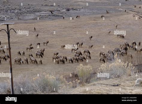 Elk in winter Stock Photo - Alamy