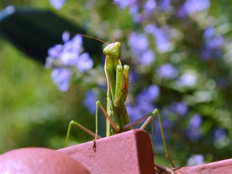 Hummingbird Predators and Dangers - Not Just The Praying Mantis!