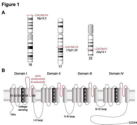 Chromosomal Location Of Human Cav3 Channels And Their Membrane