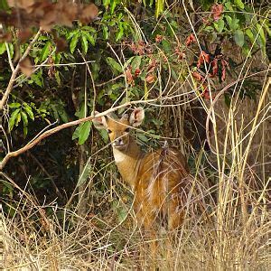 Bushbuck Benin Wildlife | AfricaHunting.com