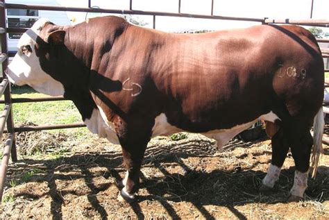 Australian Braford Braford Cattle Cattle Breeds