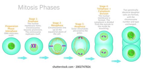 937 Metaphase Images, Stock Photos & Vectors | Shutterstock