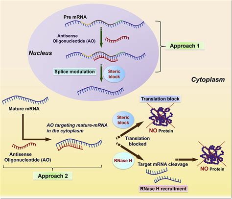 Antisense Oligonucleotides Targeting Angiogenic Factors As Potential