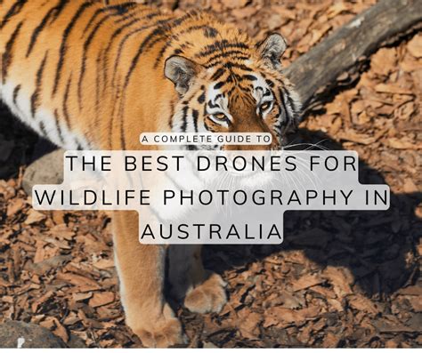 The Best Drones For Wildlife Photography In Australia Uasys