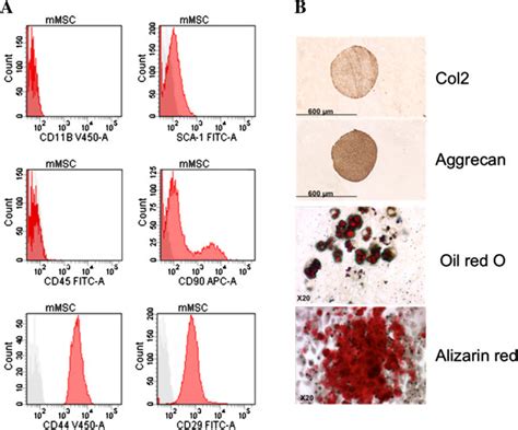 Surface Antigens And Differentiation Potential Of Murine Mesenchymal