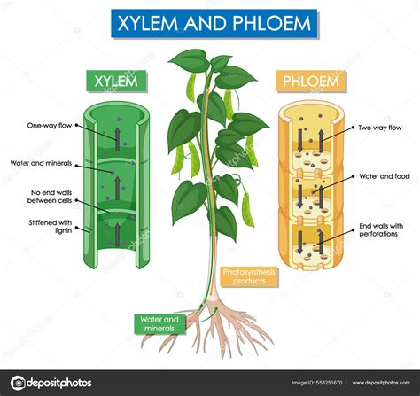 Diagram Znázorňující Ilustraci Rostlin Xylem Floem Stock Ilustrace od ...