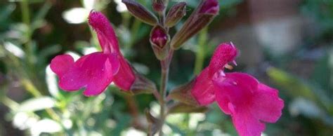 Salvia Autumn Sage Cherry Sage Gregg Salvia Salvia Greggii Wild Thing