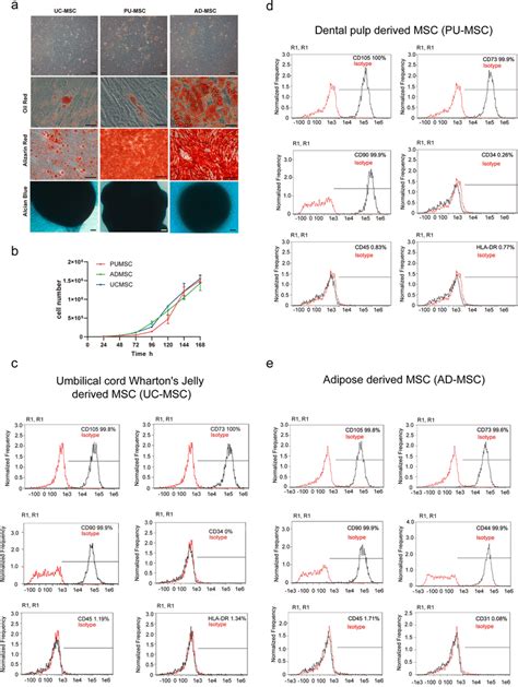 Morphology And Multilineage Differentiation Of Mscs Harvested From Download Scientific Diagram