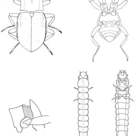 Hexacylloepus Sp Adulto A Vista Dorsal B Vista Ventral C Download Scientific Diagram