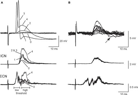 Primary And Secondary Synapses On Scg Neurons Have Distinct Presynaptic