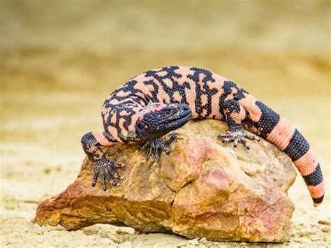 Gila Monster Facts Worksheets Habitat Diet Venom For Kids