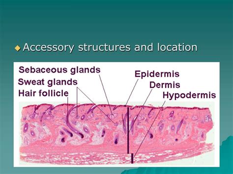 Ppt Biology 141 Powerpoint Presentation Free Download Id6601220