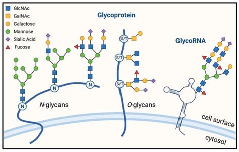 The Glycosylation Of Immune Checkpoints And Their Applications In Oncology