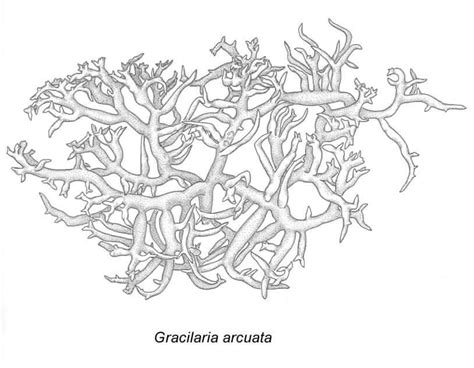 Gracilaria Arcuata