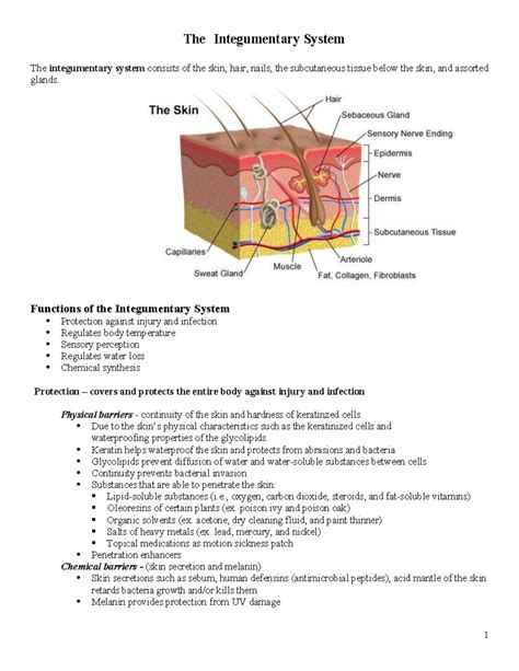 Integumentary System Worksheet With Answers