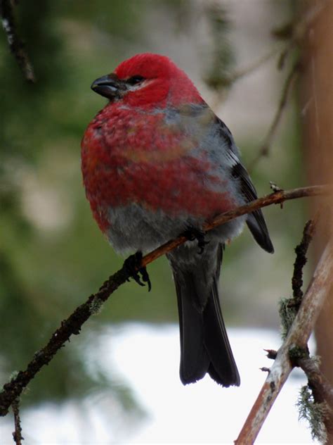 A grosbeak 2 - Yellowfield Biological Surveys