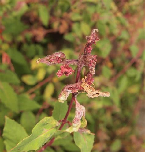 Fuchsia gall mite – Aculops fuchsiae – Problems – Oak Leaf Gardening