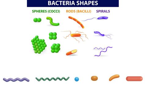 Bacteria Shapes Diagram | Quizlet