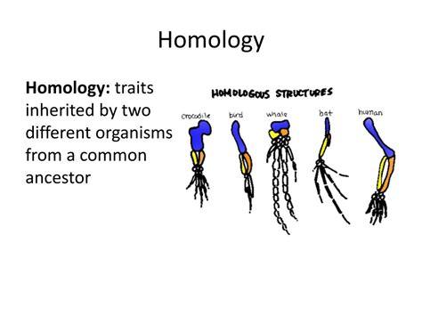 Ppt Similarities And Differences Understanding Homology And Analogy