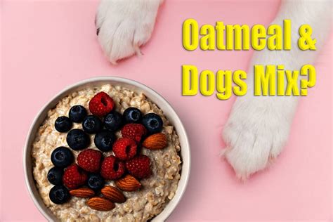 Can Dogs Eat Oatmeal? 4 Amazing Benefits From Oatmeal Discussed