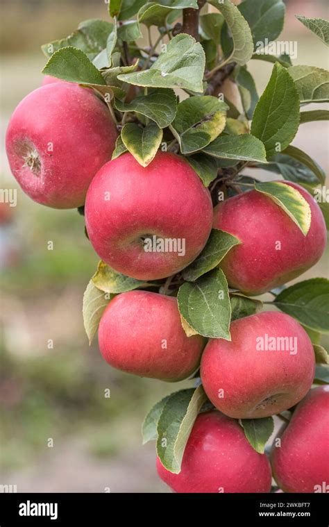 Apple Malus Domestica Linsenhofener Renette Malus Domestica