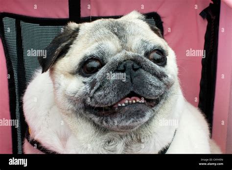 Gros Carlin Banque De Photographies Et D’images à Haute Résolution Alamy