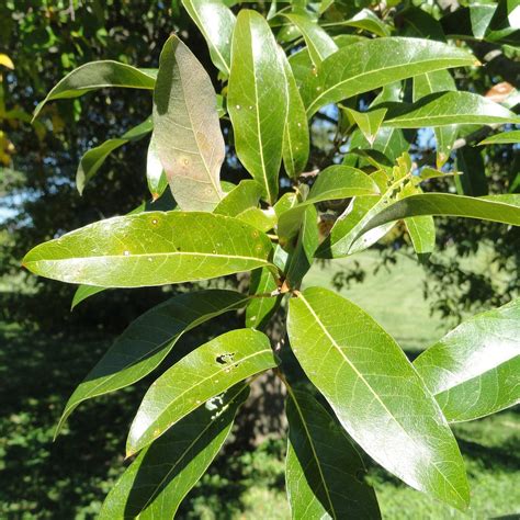 Quercus Imbricaria 7 Shingle Oak Scioto Gardens Nursery