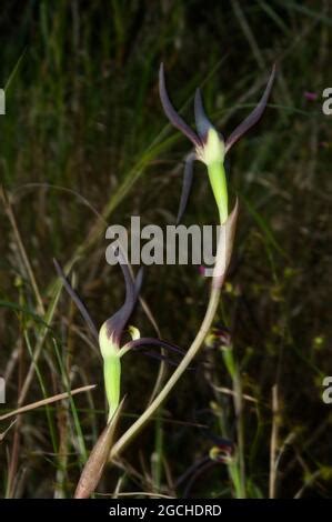 Brown Beaks Orchids Lyperanthus Suaveolens Are A Common Orchid In The